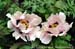 Rockii Peony: YU PAN ZHENG JIN